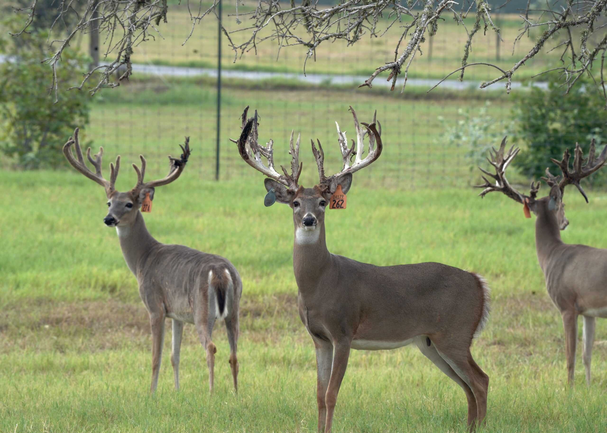 M3 Whitetails are Texas deer breeders that specialize in raising and selling whitetail Breeder Bucks, whitetail DMP Bucks, whitetail Stocker Bucks, as well as open and bred whitetail does. Big Texas Typicals are what buyers want when buying Texas DMP Bucks, Stocker Bucks, and Breeder Bucks. Our whitetail deer for sale are sure to impress and are priced competitively. Like my bucks? Buy my does!