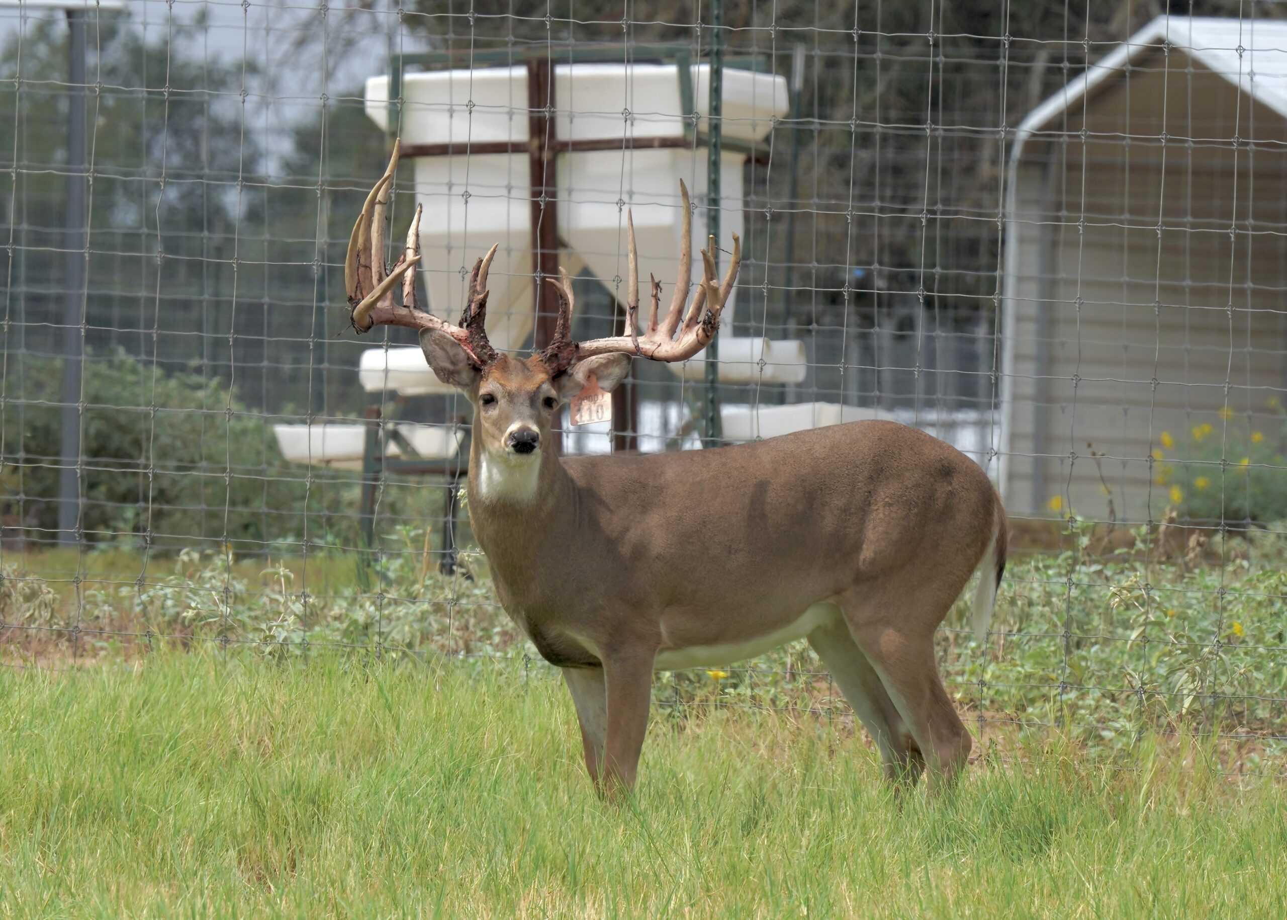 M3 Whitetails are Texas deer breeders that specialize in raising and selling whitetail Breeder Bucks, whitetail DMP Bucks, whitetail Stocker Bucks, as well as open and bred whitetail does. Big Texas Typicals are what buyers want when buying Texas DMP Bucks, Stocker Bucks, and Breeder Bucks. Our whitetail deer for sale are sure to impress and are priced competitively. Like my bucks? Buy my does!