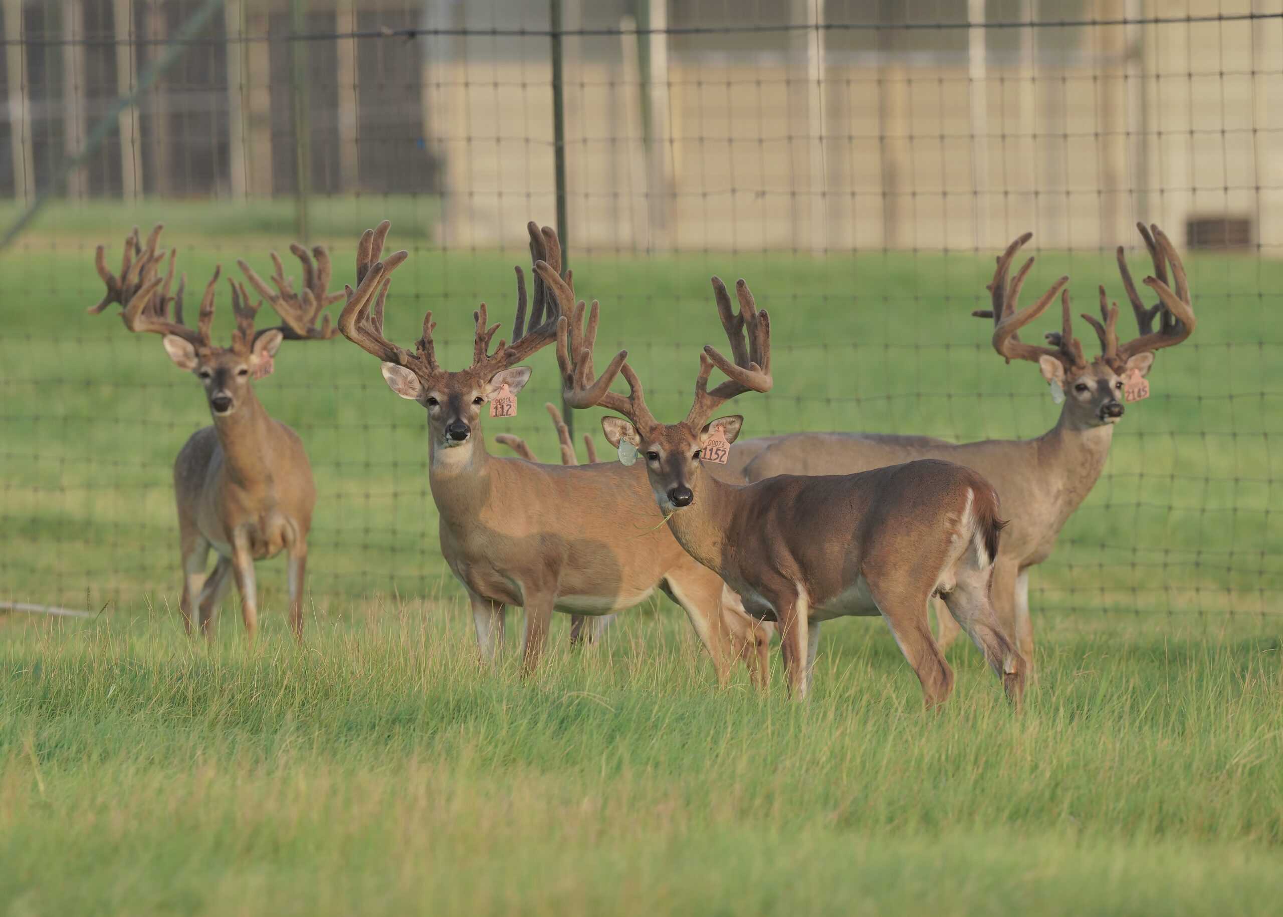 M3 Whitetails are Texas deer breeders that specialize in raising and selling whitetail Breeder Bucks, whitetail DMP Bucks, whitetail Stocker Bucks, as well as open and bred whitetail does. Big Texas Typicals are what buyers want when buying Texas DMP Bucks, Stocker Bucks, and Breeder Bucks. Our whitetail deer for sale are sure to impress and are priced competitively. Like my bucks? Buy my does!