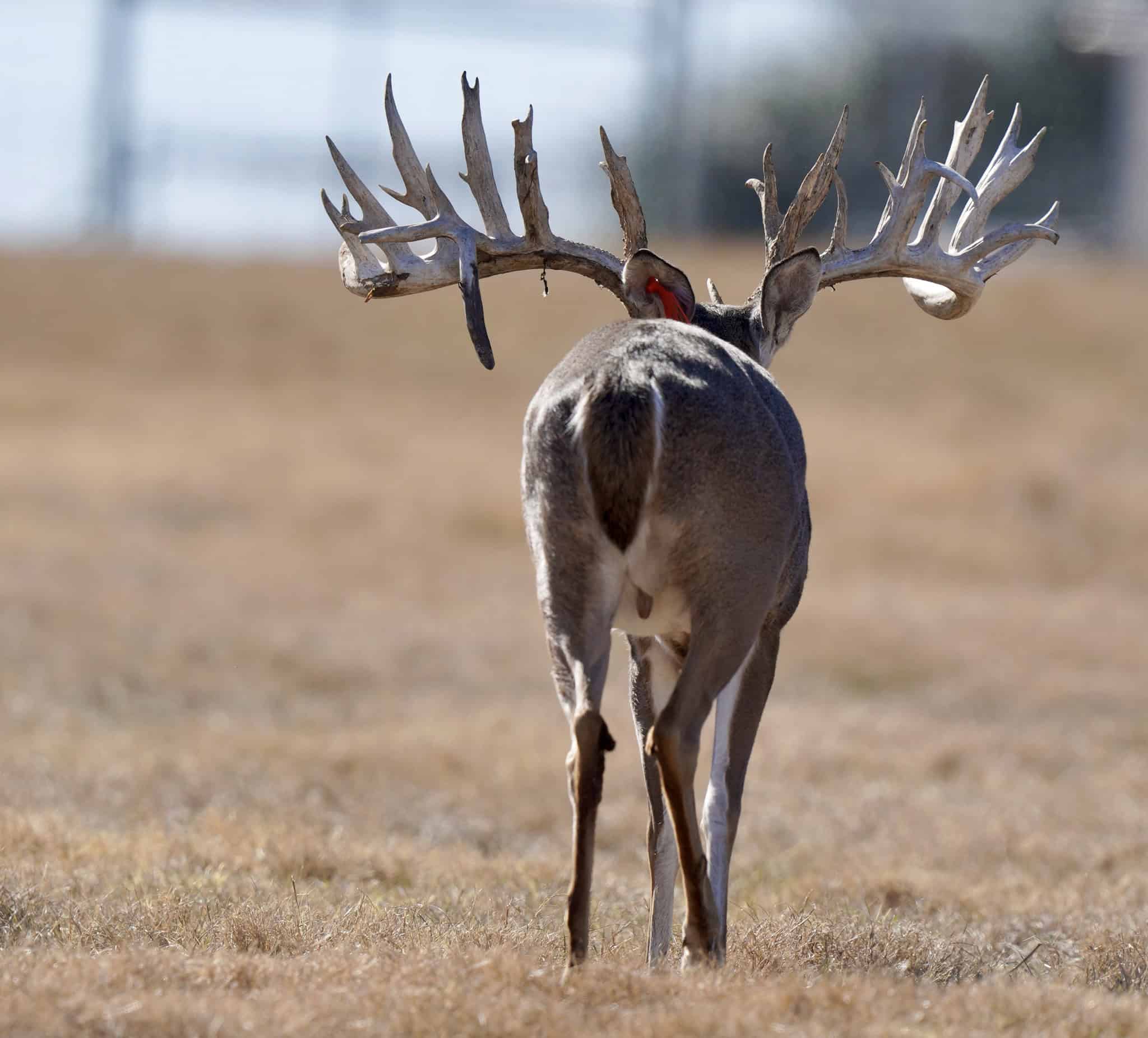 M3 Whitetails are Texas deer breeders that specialize in raising and selling whitetail Breeder Bucks, whitetail DMP Bucks, whitetail Stocker Bucks, as well as open and bred whitetail does. Big Texas Typicals are what buyers want when buying Texas DMP Bucks, Stocker Bucks, and Breeder Bucks. Our whitetail deer for sale are sure to impress and are priced competitively. Like my bucks? Buy my does!