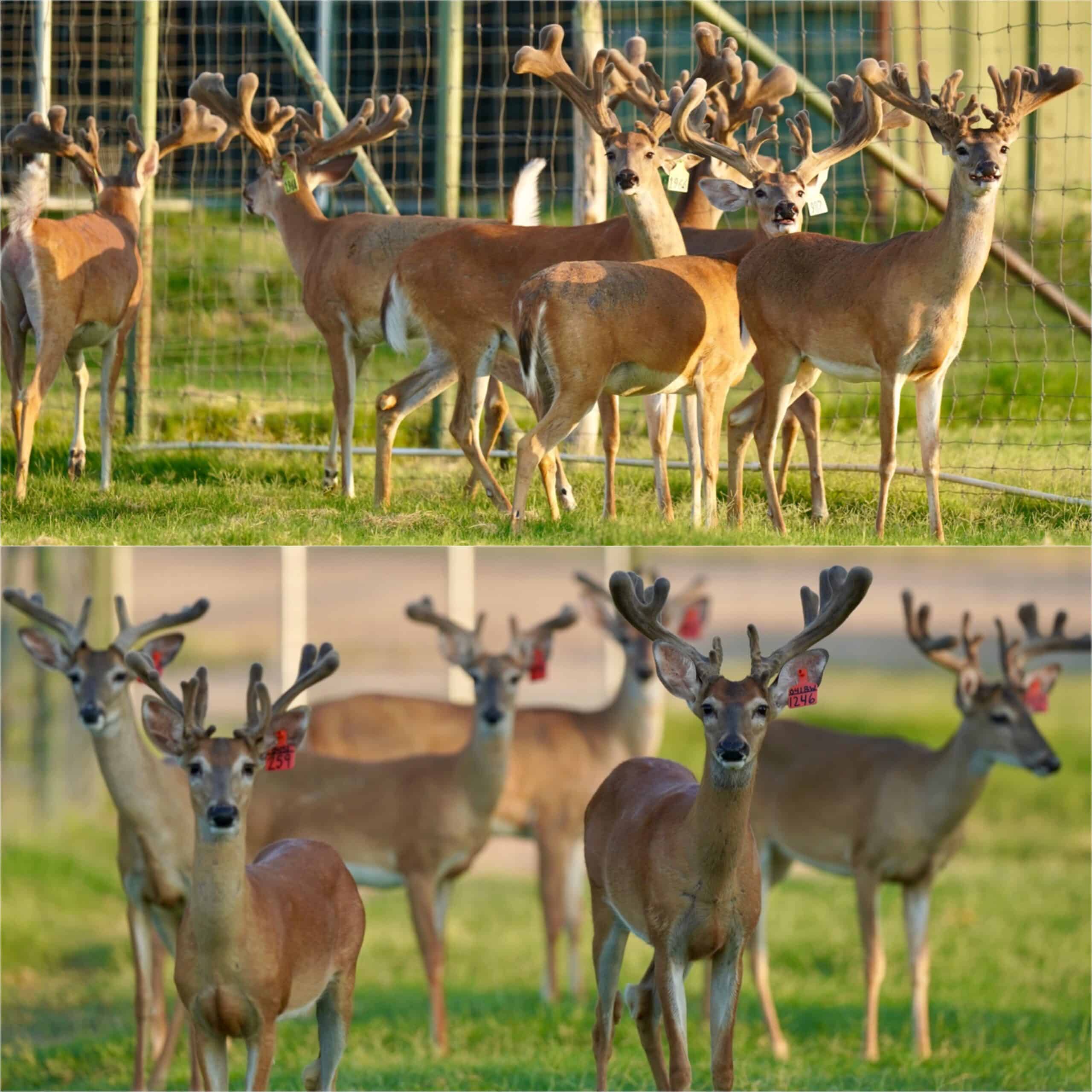 M3 Whitetails are Texas deer breeders that specialize in raising and selling whitetail Breeder Bucks, whitetail DMP Bucks, whitetail Stocker Bucks, as well as open and bred whitetail does. Big Texas Typicals are what buyers want when buying Texas DMP Bucks, Stocker Bucks, and Breeder Bucks. Our whitetail deer for sale are sure to impress and are priced competitively. Like my bucks? Buy my does!