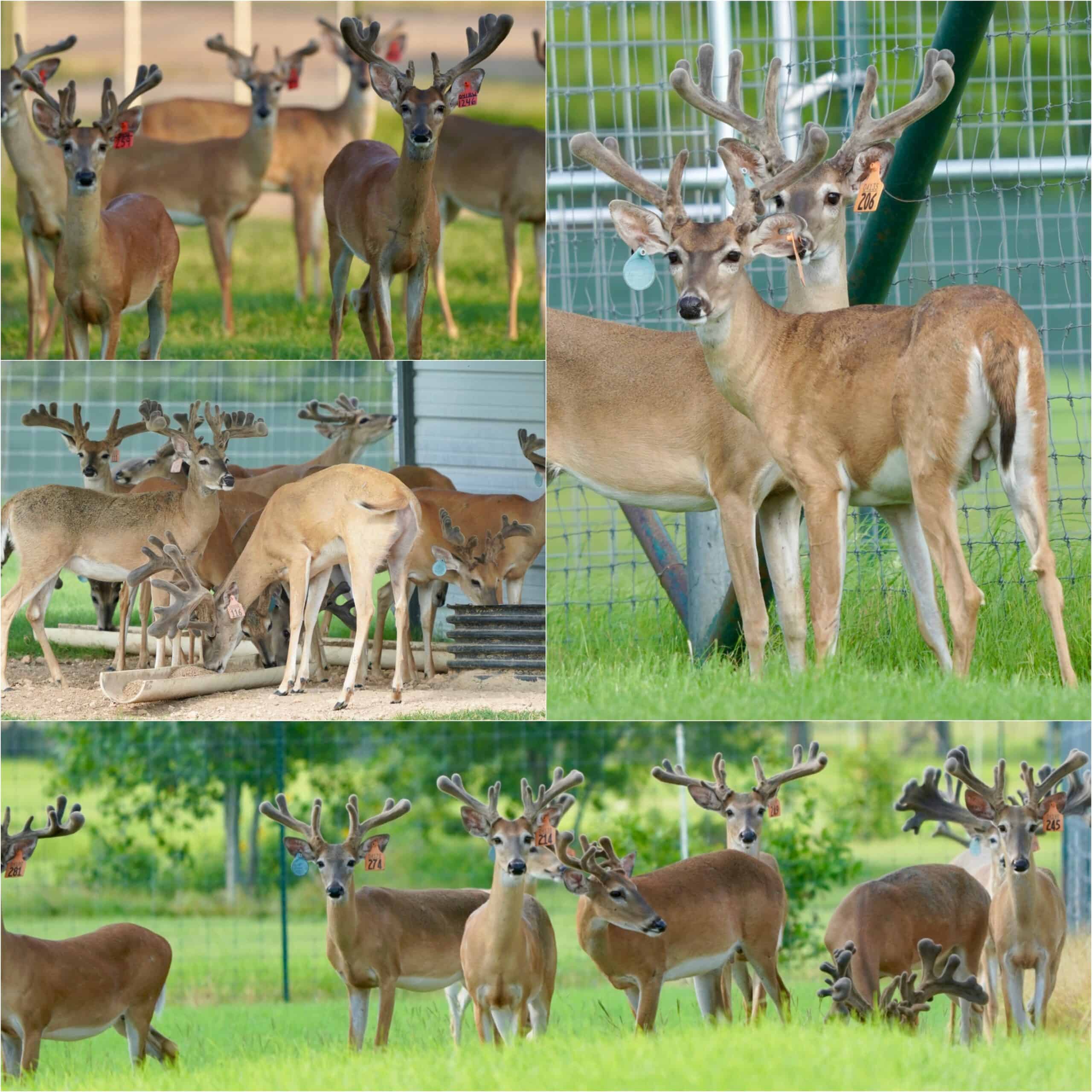 M3 Whitetails are Texas deer breeders that specialize in raising and selling whitetail Breeder Bucks, whitetail DMP Bucks, whitetail Stocker Bucks, as well as open and bred whitetail does. Big Texas Typicals are what buyers want when buying Texas DMP Bucks, Stocker Bucks, and Breeder Bucks. Our whitetail deer for sale are sure to impress and are priced competitively. Like my bucks? Buy my does!