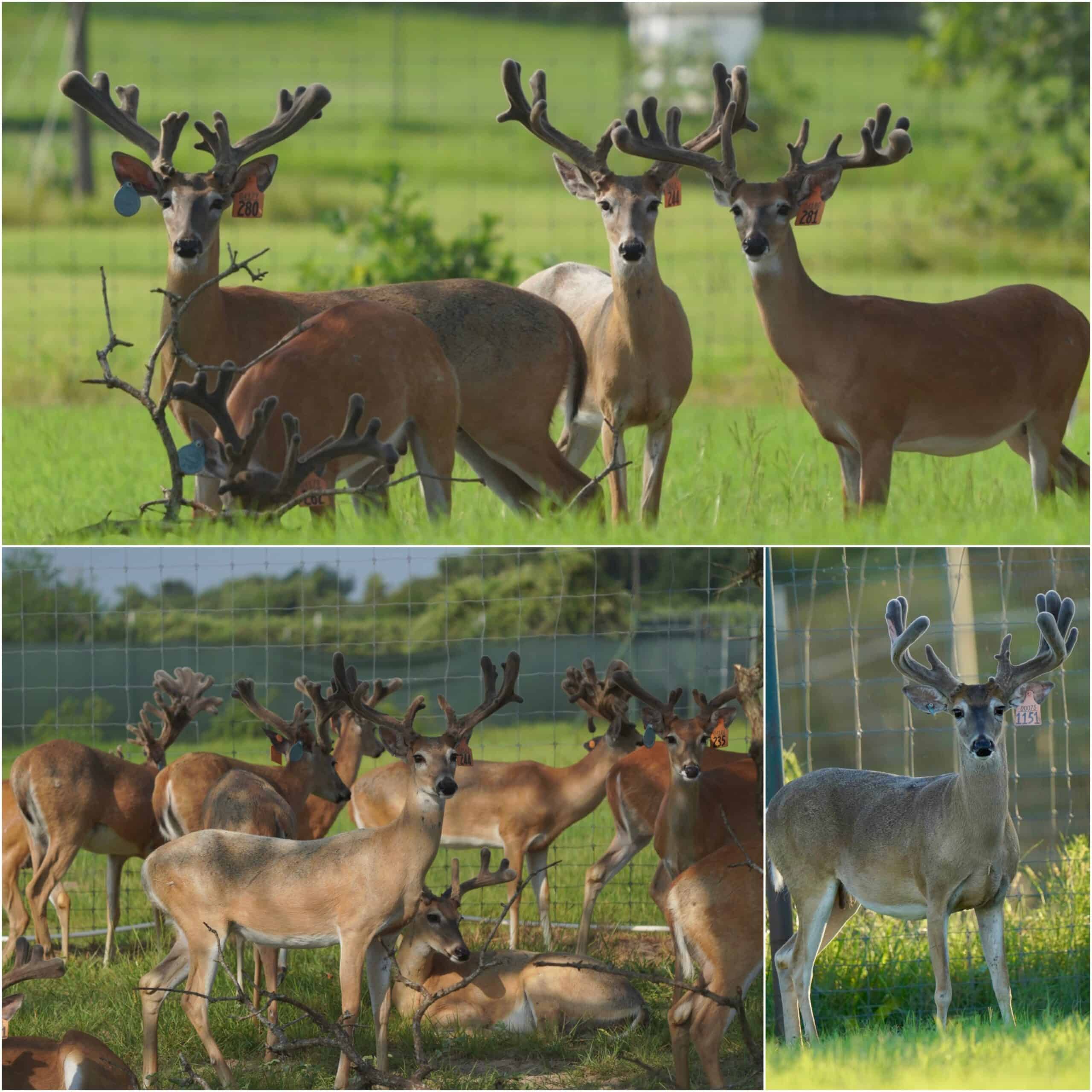 M3 Whitetails are Texas deer breeders that specialize in raising and selling whitetail Breeder Bucks, whitetail DMP Bucks, whitetail Stocker Bucks, as well as open and bred whitetail does. Big Texas Typicals are what buyers want when buying Texas DMP Bucks, Stocker Bucks, and Breeder Bucks. Our whitetail deer for sale are sure to impress and are priced competitively. Like my bucks? Buy my does!
